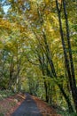 Autumn, fall forest. Path of red leaves towards light. Mysterious, hope. Royalty Free Stock Photo