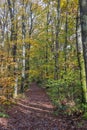 Autumn, fall forest. Path of red leaves towards light. Mysterious, hope. Royalty Free Stock Photo