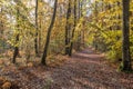 Autumn, fall forest. Path of red leaves towards light. Mysterious, hope. Royalty Free Stock Photo