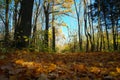 Autumn, fall forest. Path of red leaves towards light. Royalty Free Stock Photo