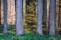 Autumn, fall forest. Path of red leaves towards light. Sunlight, leaf. Royalty Free Stock Photo