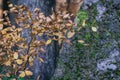 Autumn, fall forest. Path of red leaves towards light. Sunlight, leaf. Royalty Free Stock Photo