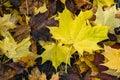 Autumn, fall forest. Path of red leaves towards light. Sunlight, leaf. Royalty Free Stock Photo