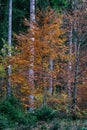 Autumn, fall forest. Path of red leaves towards light. Sunlight, leaf. Royalty Free Stock Photo