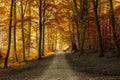 Autumn fall forest with pathway Royalty Free Stock Photo
