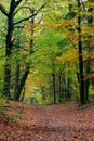 Autumn fall forest scene with vibrant colors Royalty Free Stock Photo