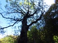 Autumn fall in the forest. Sunlight coming through big tree crown branches and blue sky.