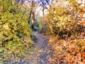 Autumn Fall forest views hiking through trees on the Rose Canyon Yellow Fork and Big Rock Trail in Oquirrh Mountains on the Wasatc Royalty Free Stock Photo