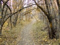 Autumn Fall forest views hiking through trees on the Rose Canyon Yellow Fork and Big Rock Trail in Oquirrh Mountains on the Wasatc Royalty Free Stock Photo