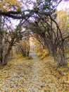 Autumn Fall forest views hiking through trees on the Rose Canyon Yellow Fork and Big Rock Trail in Oquirrh Mountains on the Wasatc Royalty Free Stock Photo