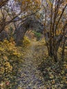 Autumn Fall forest views hiking through trees on the Rose Canyon Yellow Fork and Big Rock Trail in Oquirrh Mountains on the Wasatc Royalty Free Stock Photo