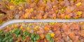 Autumn fall forest woods colorful leaves season aerial photo panoramic view road Royalty Free Stock Photo