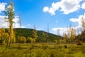 Autumn fall forest with yellow golden poplar trees