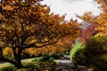 Autumn fall golden leaves in orange, yellow and red in garden setting with winding pathway edged in stone retaining wall around gr