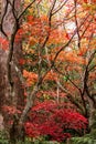Autumn fall golden leaves in orange, yellow, red on Japanese maple garden trees with green ferns and large eucalyptus gum tree