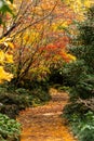 Autumn fall golden leaves in orange, yellow, red on Japanese maple garden trees surrounding winding garden path Royalty Free Stock Photo