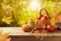 Autumn and fall harvest background Royalty Free Stock Photo