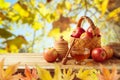Autumn and fall harvest background Royalty Free Stock Photo