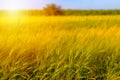 Autumn fall harvest background. Sunny day, wheat yellow gold meadow. Royalty Free Stock Photo