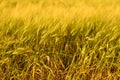 Autumn fall harvest background. Sunny day, wheat yellow gold meadow. Royalty Free Stock Photo