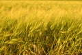 Autumn fall harvest background. Sunny day, wheat yellow gold meadow. Royalty Free Stock Photo