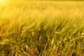 Autumn fall harvest background. Sunny day, wheat yellow gold meadow. Royalty Free Stock Photo