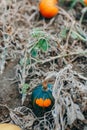 Autumn fall harvest. Cute red and green organic pumpkins growing on farm. Ripe pumpkins lying on ground in garden outdoors.