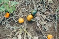 Autumn fall harvest. Cute red and green organic pumpkins growing on farm. Ripe pumpkins lying on ground in garden outdoors.