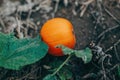 Autumn fall harvest. Cute small red organic pumpkin growing on farm. Red yellow ripe pumpkin lying on ground in garden outdoors.