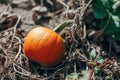 Autumn fall harvest. Cute small red organic pumpkin growing on farm. Red yellow ripe pumpkin lying on ground in garden outdoors.
