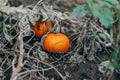 Autumn fall harvest. Cute small red organic pumpkins growing on farm. Red yellow ripe pumpkins lying on ground in garden outdoors