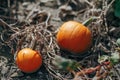 Autumn fall harvest. Cute small red organic pumpkins growing on farm. Red yellow ripe pumpkins lying on ground in garden outdoors