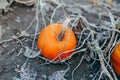 Autumn fall harvest. Cute small red organic pumpkins growing on farm. Red yellow ripe pumpkins lying on ground in garden outdoors