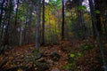 Autumn / Fall in the High Peaks Trail in the Adirondack Mountains. Royalty Free Stock Photo