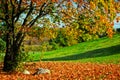 Autumn, fall landscape. Tree with colorful leaves Royalty Free Stock Photo