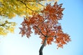 Autumn, fall landscape. Tree with colorful leaves Royalty Free Stock Photo