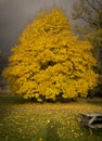 Autumn, fall landscape. Tree with colorful leaves. Yellow leaves. Royalty Free Stock Photo