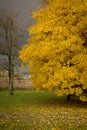 Autumn, fall landscape. Tree with colorful leaves. Yellow leaves. Royalty Free Stock Photo