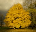 Autumn, fall landscape. Tree with colorful leaves. Yellow leaves. Royalty Free Stock Photo