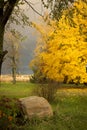 Autumn, fall landscape. Tree with colorful leaves. Yellow leaves. Royalty Free Stock Photo