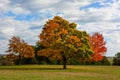 Autumn, fall landscape. Tree with colorful leaves Royalty Free Stock Photo