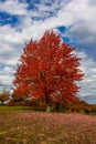 Autumn, fall landscape. Tree with colorful leaves. Red fall tree Royalty Free Stock Photo