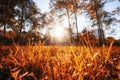 Autumn, fall landscape with a tree full of colorful Royalty Free Stock Photo