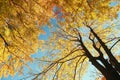 Autumn fall landscape - trees Royalty Free Stock Photo