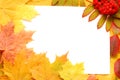 Autumn fall leaf Royalty Free Stock Photo