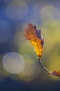 Autumn Fall Leaf Brilliant color in details of fall leaf turned for autumn season Royalty Free Stock Photo