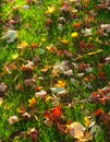 Autumn or fall leaf in the green grass Royalty Free Stock Photo
