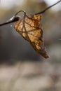 Autumn Fall Leaf.lose up of fall leaf turned for autumn season Royalty Free Stock Photo