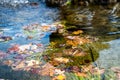 Autumn fall leaf in river with water and pebbles, autumn leaves and stones in the water, close-up Royalty Free Stock Photo