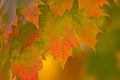 Autumn Fall Leaves Royalty Free Stock Photo
